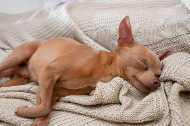 Küçük ve sevimli köpek yavrusu sahibinin yanındaki yumuşak ekosenin üzerinde derin uykuda. Evcil hayvan uyuyor..