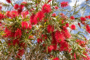 Red pink lush flowers and green leaves on sky background