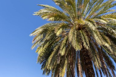 Lush palm leaves closeup on blue sky background. One palm. Vacation and travel icon.