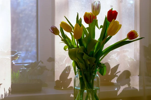 Still Life Spring Tulips Window Flat Natural Sunlight Reuse Concept — Stock Photo, Image