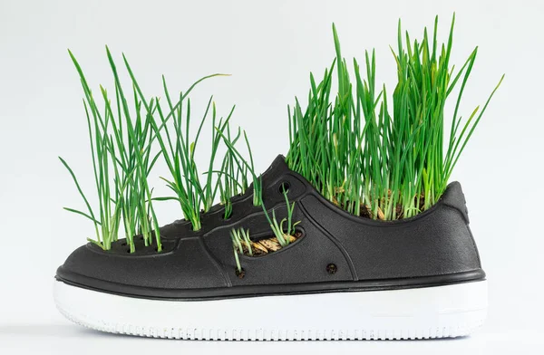 Planting and growing green grass in shoes. Reusing sneakers as a plant pot.