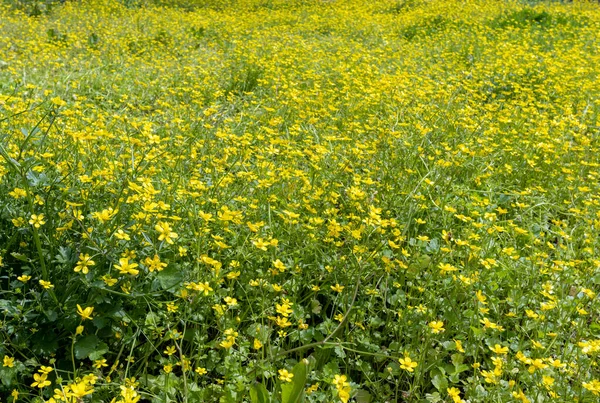 Field of yellow flowers. Natural flowers background. Spring bloom