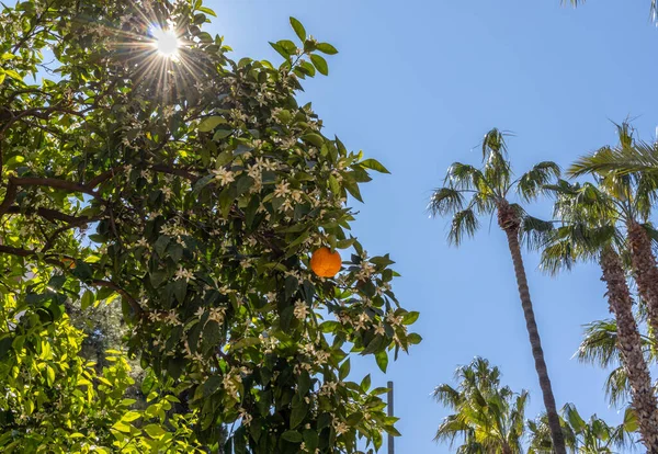 Оранжевый Цвет Дереве Весна Юге Европы Высокие Пальмы Голубое Небо — стоковое фото