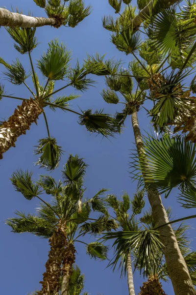 High Palms Blue Deep Sky Icon Travel Vertical Photography Closed — Zdjęcie stockowe