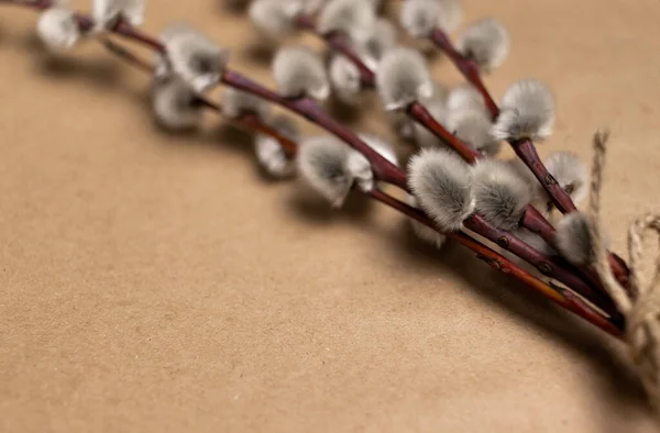 Defocused Macro Photography Willow Twigs Copy Space Craft Paper — 图库照片