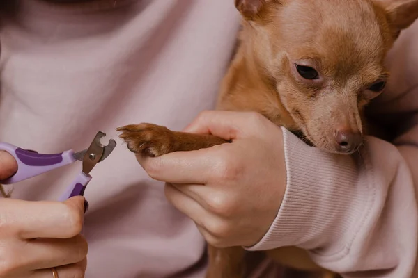 Pet love and friendship. Trimming dog nails claws