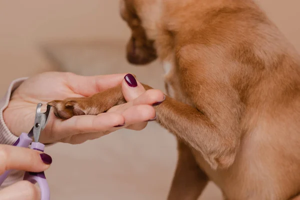 Cutting Claws Small Toy Terrier Dog Doesn Trimming Nails — Fotografia de Stock