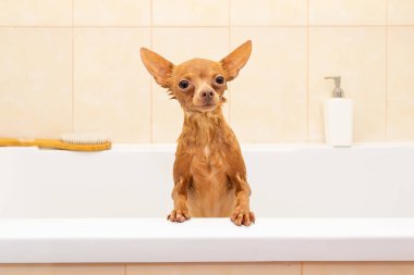 Küçük ıslak köpek küvette duruyor. Kahverengi yavru köpek teriyerinin duşu var..
