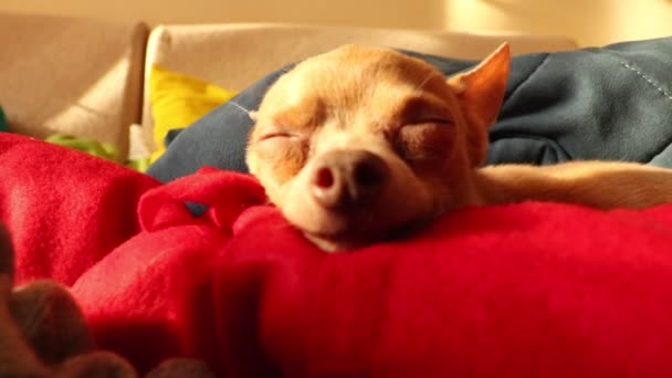 Piccolo Cane Giocattolo Terrier Dorme Close Video — Video Stock