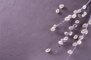 Söğüt çiçekleri ve dallar fotokopi alanı olan gri pembe beton arka planda yatıyor. Düz fotoğraf.