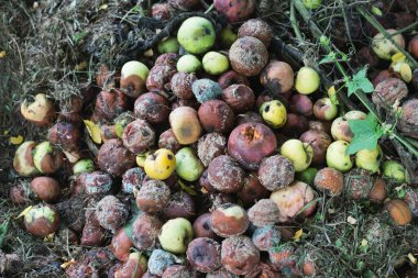 Çürük elma yığını, gübreleme.