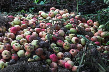 Çürük elma yığını, gübreleme.