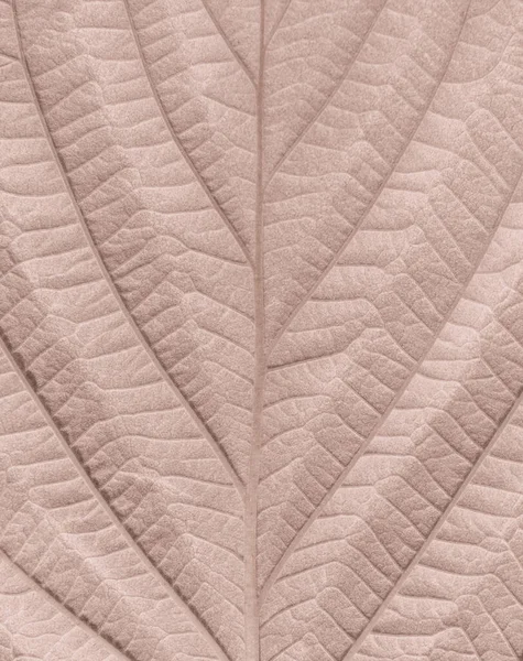 Raspberry plant leaf, pastel brown colored.  Macrophotography of natural pattern of the leaf. The texture of the leaf is close-up.