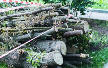Halka açık parklarda ağaç kesmek. Devrilmiş ağaçlar yığını.