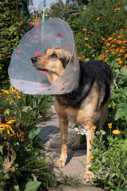 Dışarıda koruyucu tıp tasması takmış yaşlı bir dişi köpek..