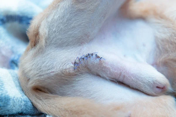 Close-up photography of surgical sutures on the male dog\'s body. Picture made after 10 days after castration operation.