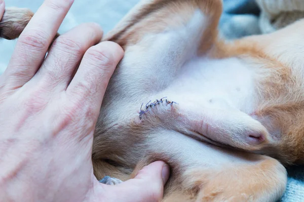 The vet checks the body of the dog before the removal of surgical sutures. Close-up photography of surgical sutures on the male dog's body.