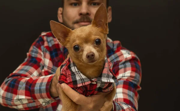Sahibinin elinde sevimli oyuncak teriyer köpeği. Adam ve köpeği aynı kıyafetleri giyiyor, kırmızı kareli gömlekler. Köpek kameraya bakıyor..