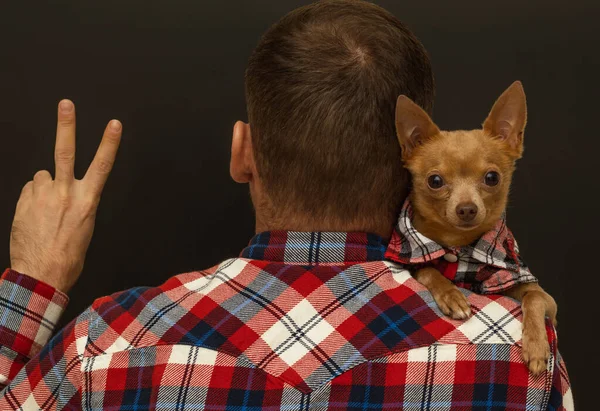 Yetişkin adam ve küçük köpek. Köpek sahibinin omzunda yatıyor. Kameraya arkası dönük duran adam barış işareti yapıyor, el işareti. İki parmak yukarı. Kucak köpeği kameraya bakar..