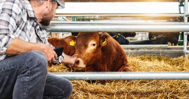 Erkek çiftçi çiftlik hayvanlarını teftiş ediyor.