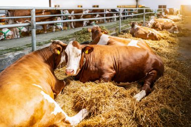 Çiftlikteki ahırda dinlenen süt hayvanları.