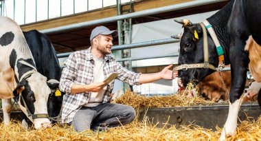 Çiftçi, sığır çiftliğindeki inekleri incelemek için dijital tablet kullanıyor.