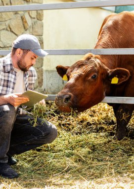 Dijital tabletli Kafkasyalı yetişkin bir adam çiftlik hayvanlarının çiftliğinde inekleri denetliyor..