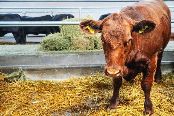 Çiftlikteki ahırın içinde duran Jersey ineği.