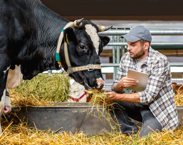 Çiftçi çiftlik hayvanları çiftliğindeki inekleri teftiş ediyor.