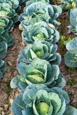 Tarım sebze tarlasında olgun lahanalar hasat edilmeden önce.
