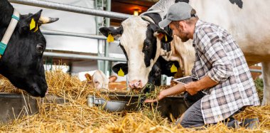 Hayvancılık veterineri elinde tabletle çiftlik hayvanlarının çiftliğinde bir ineği teftiş ediyor..