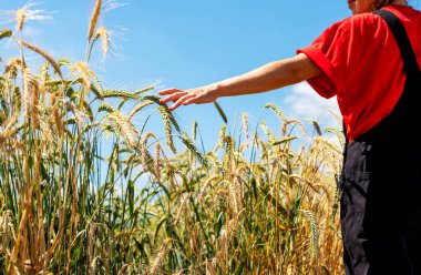 Kadın tarım işçisi açık gökyüzüne karşı tarla bitkilerine dokunuyor..