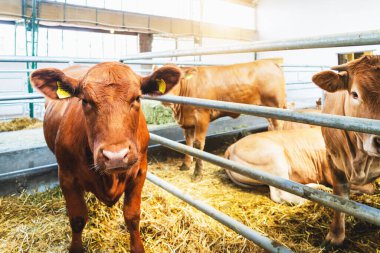 Genç Danimarka Kırmızısı ve Jersey inekleri modern çiftlik hayvanları ahırında