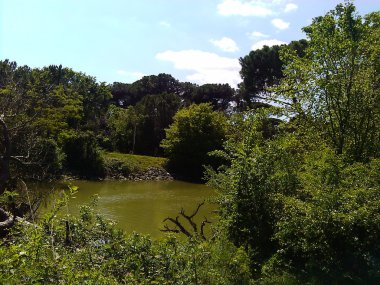 Çam Classe orman, Emila Romagna, İtalya