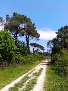 Çam Classe orman, Emila Romagna, İtalya