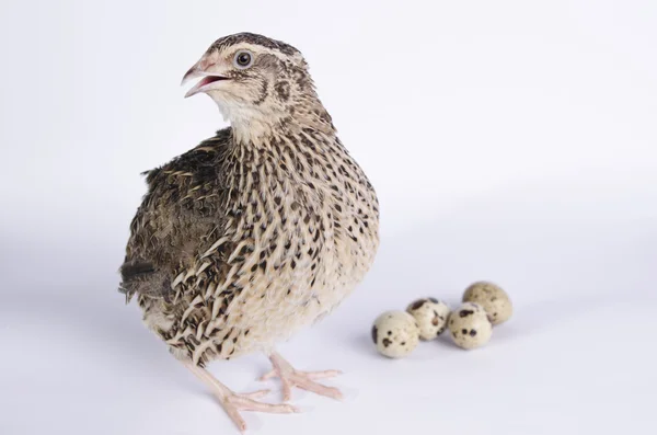 Coturnix on a white background — Stock Photo, Image