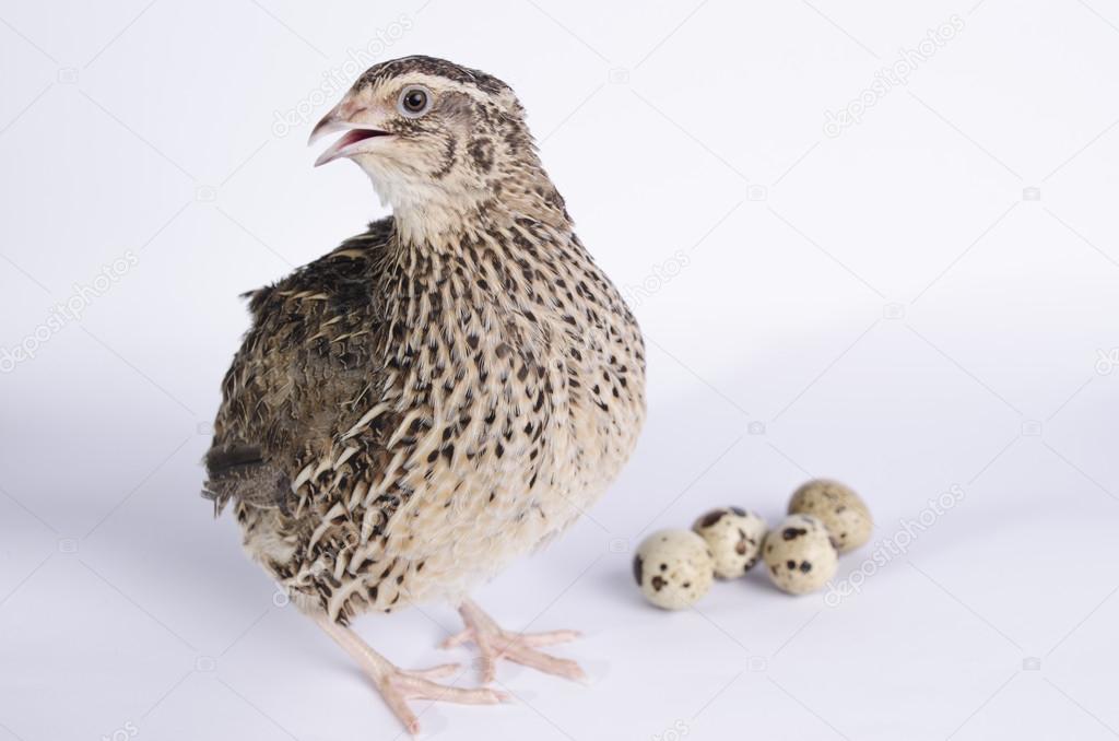coturnix on a white background