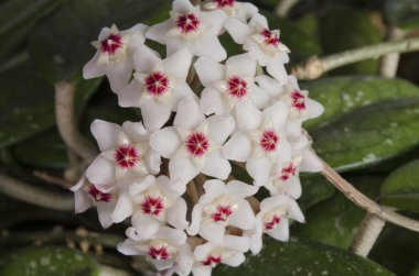 ev çiçekleri bir tencerede