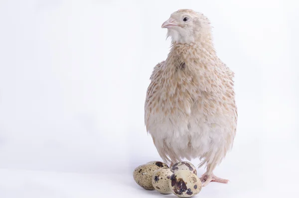 Coturnix on a white background — Stock Photo, Image