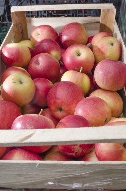 elma kırmızı ve taze