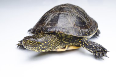 Beyaz arka planda kaplumbağa