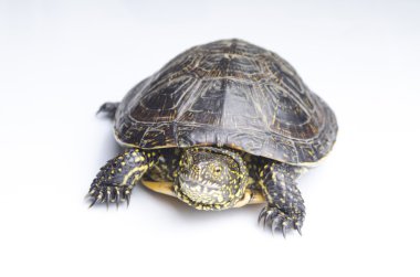 Beyaz arka planda kaplumbağa