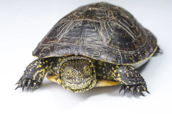 Beyaz arka planda kaplumbağa