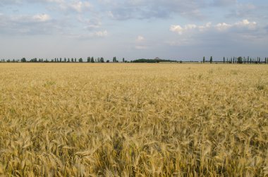 güneşli bir gün buğday alanında