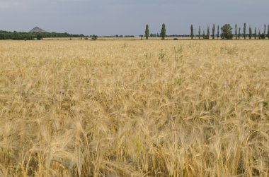 güneşli bir gün buğday alanında