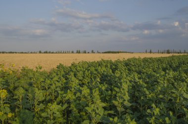 güneşli bir gün buğday alanında