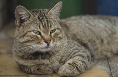 kedi portre makro çekim