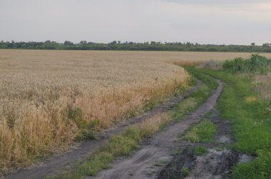 güneşli bir gün buğday alanında