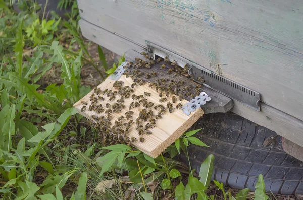 检查上一个养蜂场的设备 — 图库照片