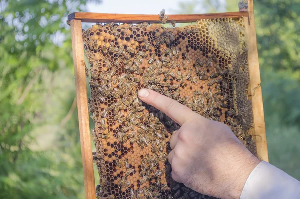 Чоловік збирає мед з вулика з бджолами — стокове фото